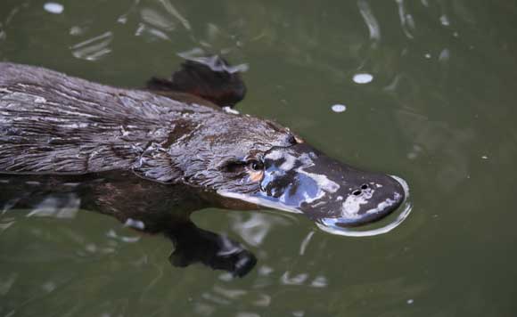 platypus