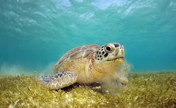 sea turtle