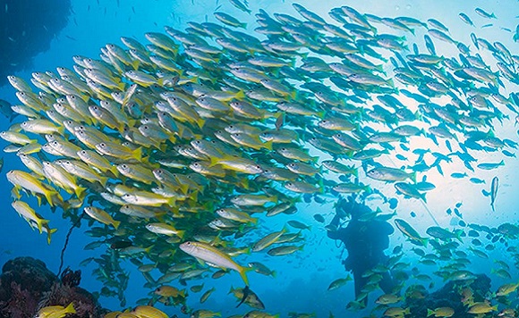 reef fish data