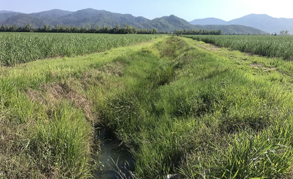 vegetated drains