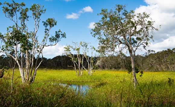 wetlands condition