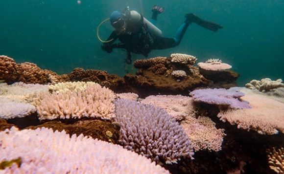coral bleaching
