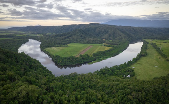 rainforest rescue