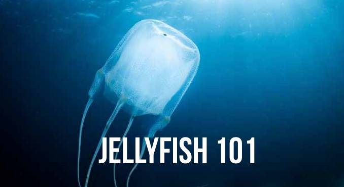 jellyfish