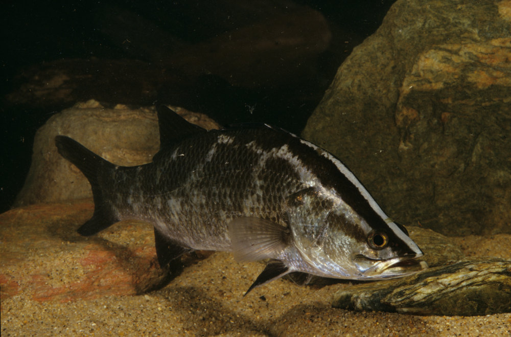 barramundi, native fish of the wet tropics
